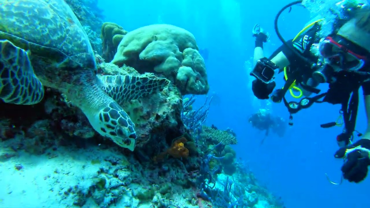 Maldives 2025 Diving Part 2