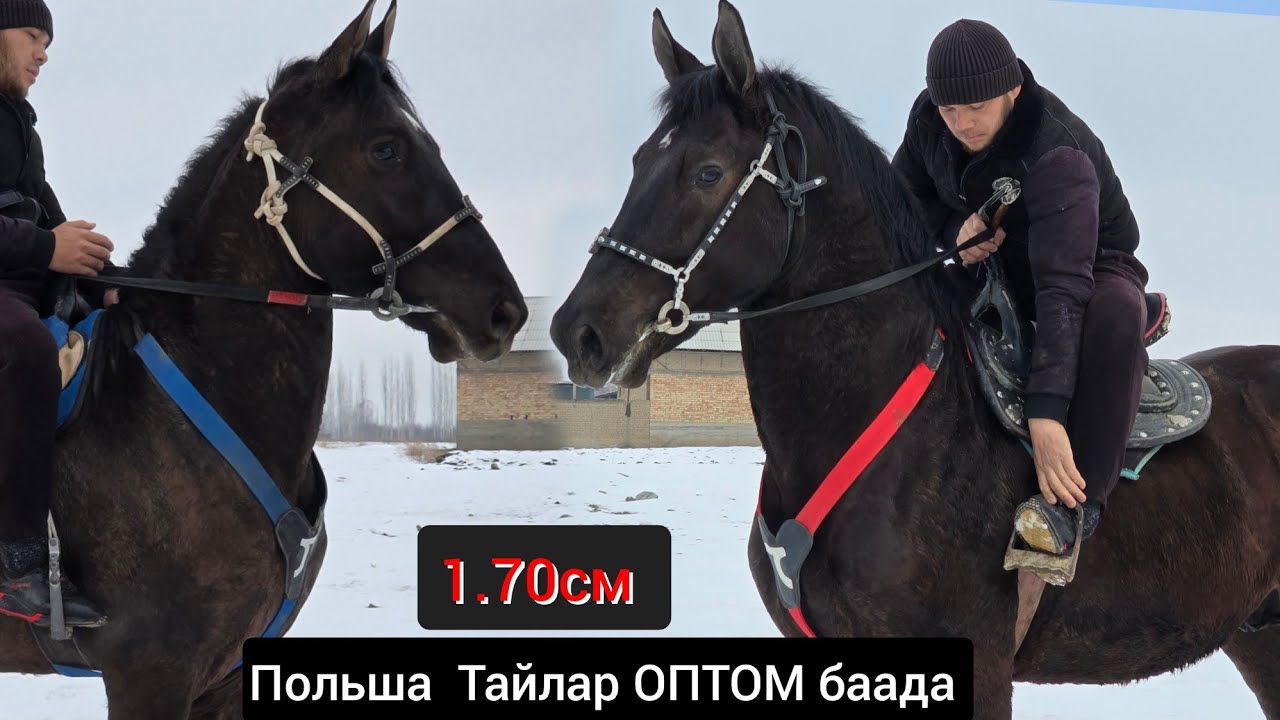 ПОЛЬША   ТАЙЛАР  ОПТОМ БААДА НООКАТ ЦЕНТРДЕН ЧЫКТЫ 