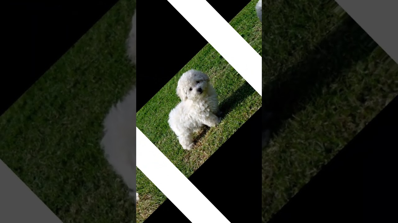 Caniche Toy nivel ternura 🐾🥰🐾#mascotasdivertidas #mascotastiernas 🐾🐾🥰🥰🥰love you 🥰🐾🐾🐾