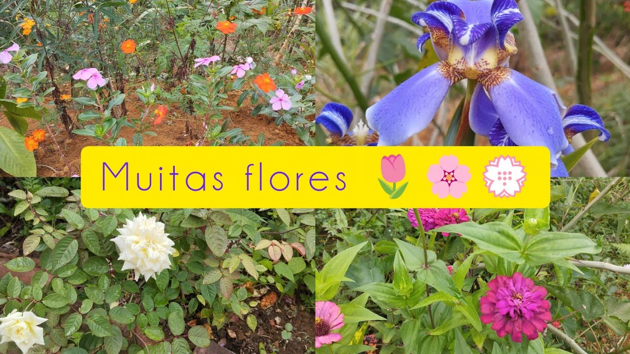 Muitas flores 🌺no jardim 🏡 da VAL 😍/mi surpreendir 🤭