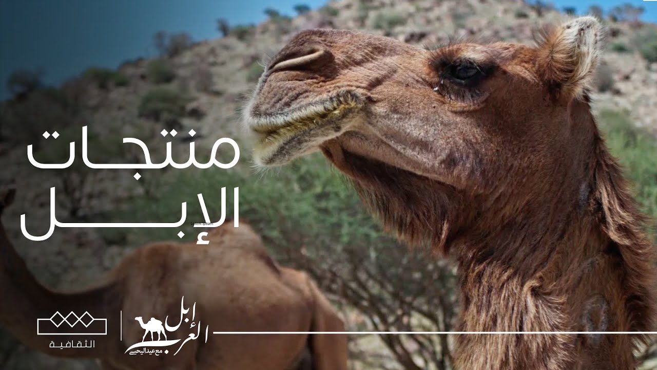 إبل العرب | مشروع منتجات الإبل
