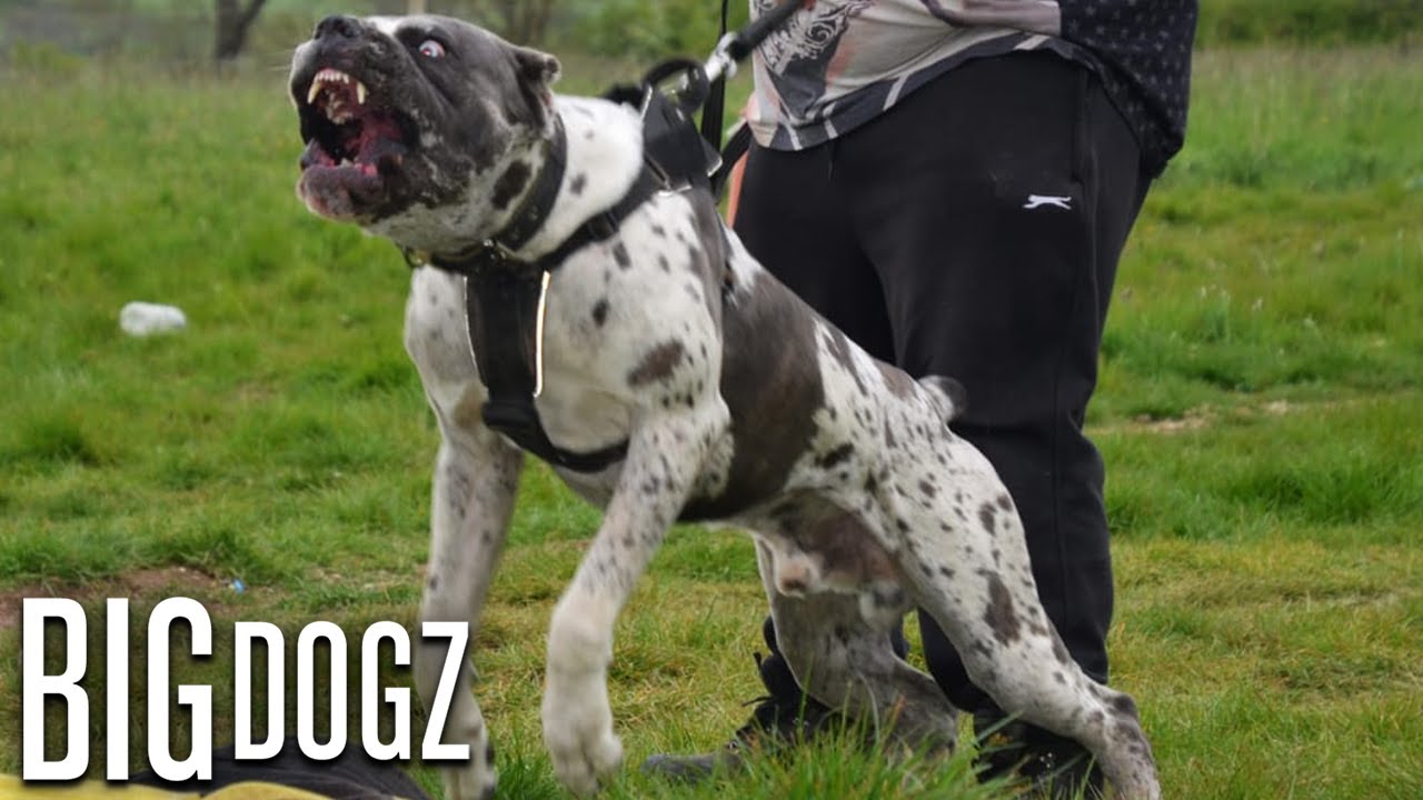 Bandit - The 130lb Mastiff/Great Dane Bandog | BIG DOGZ