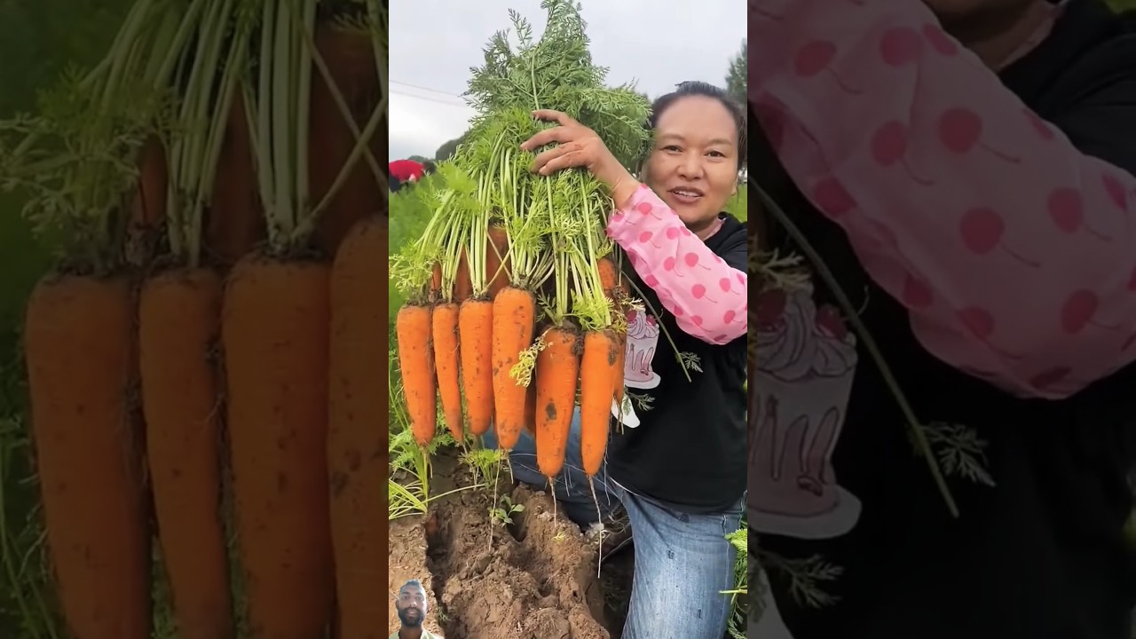 Harvesting gajar farm #shorts #youtubeshorts #gardeningtips #satisfying #gajar #harveting #farming