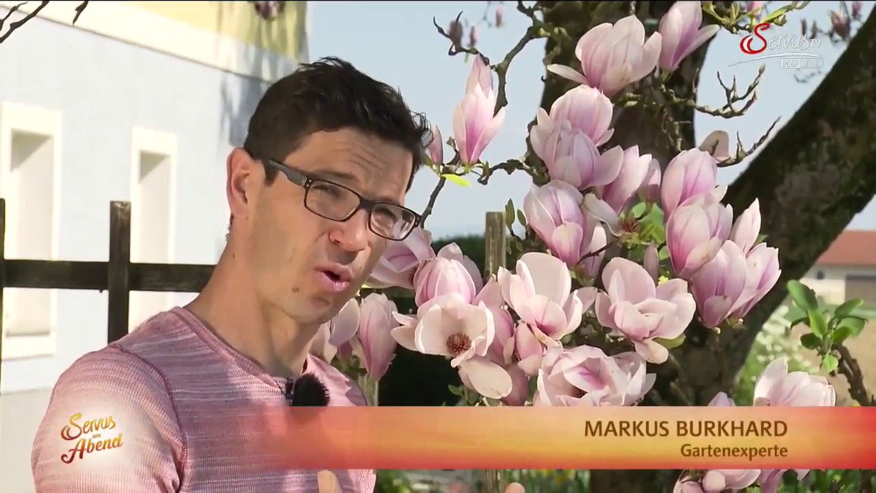 Magnolie setzen - Tipps und Ansprüche, Steckbrief, ...