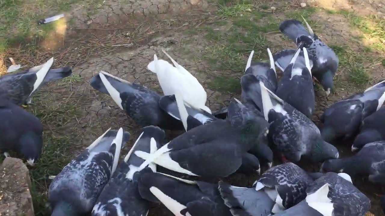 Adana yerlisi dalıcı güvercinler