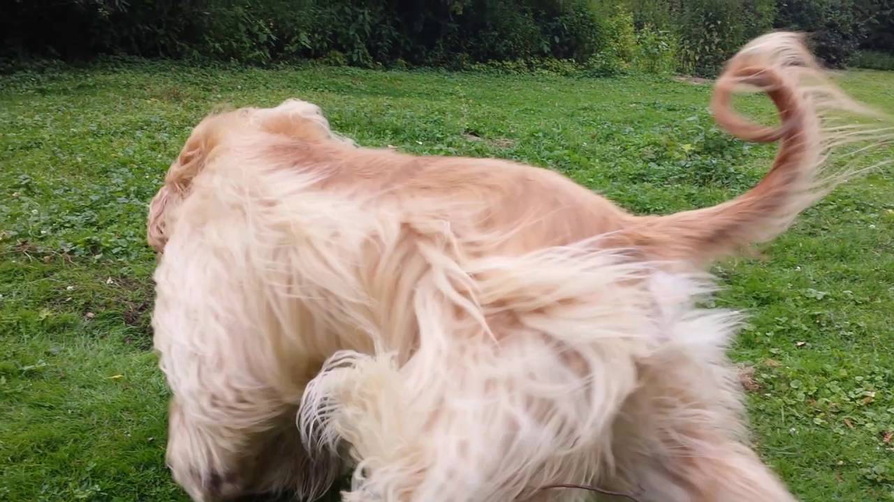 Afghanischer Windhund Shakira sucht das Kaninchen