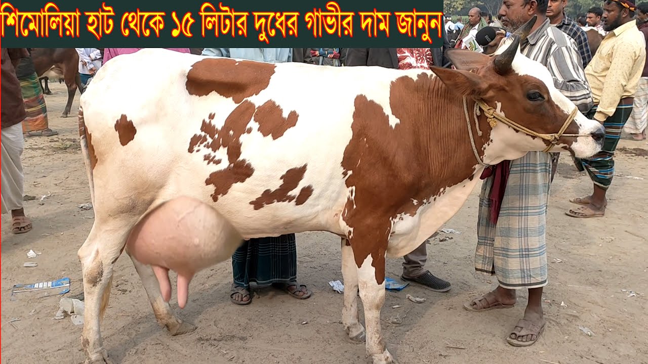 কিশোরগঞ্জের বিখ্যাত শিমোলিয়া হাট থেকে ১৫ লিটার দুধের গাভীর দাম জানুন @Safollo Tv
