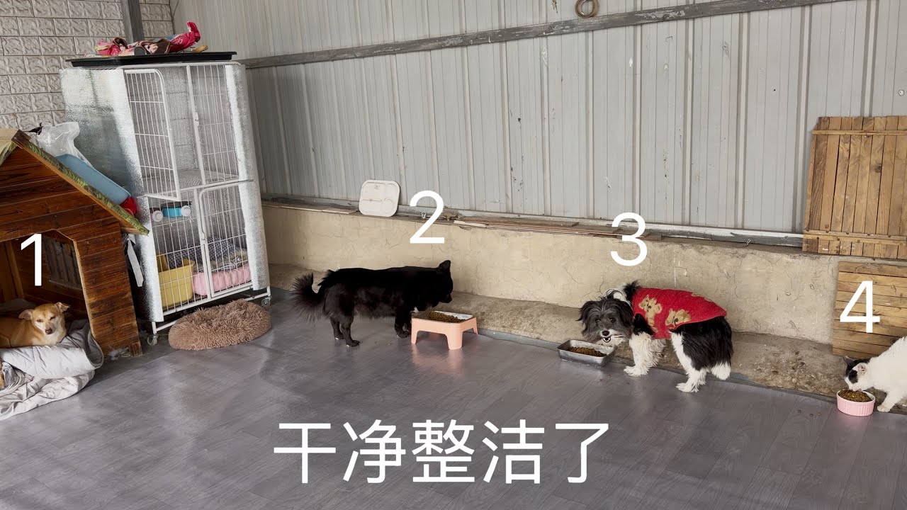 花钱给毛孩子改善生活，亲自动手铺垫，这好环境四个毛孩子吃饭都是香的