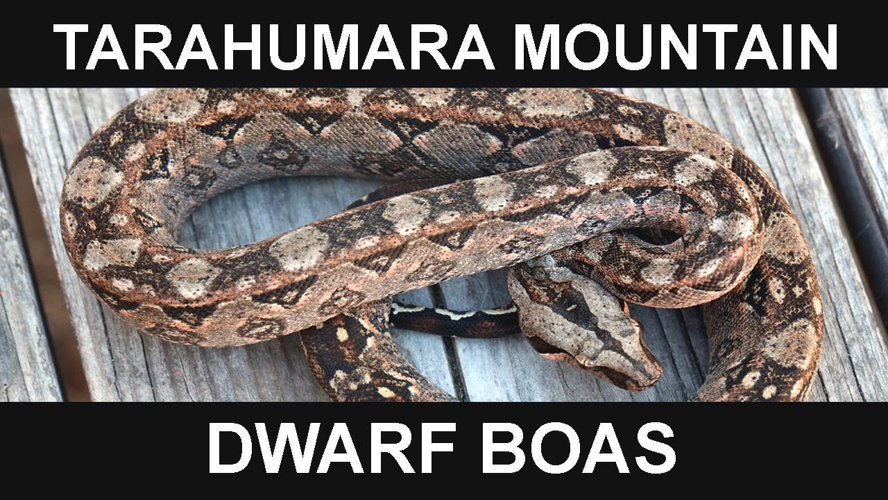 AWESOME Tarahumara Mountain Dwarf Boa Constrictors!