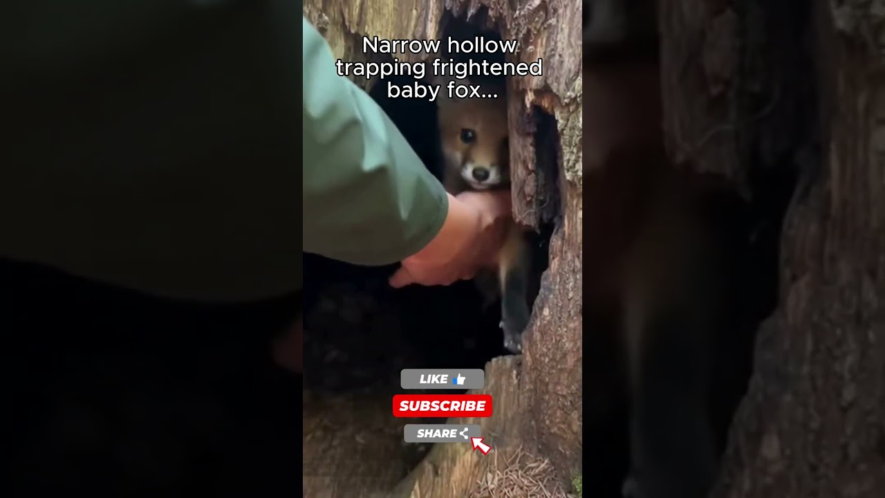 Baby Fox Stuck In a Forest Tree Hole... #animalrescue #foxrescue #forestrescue #wildlifehelp #shorts
