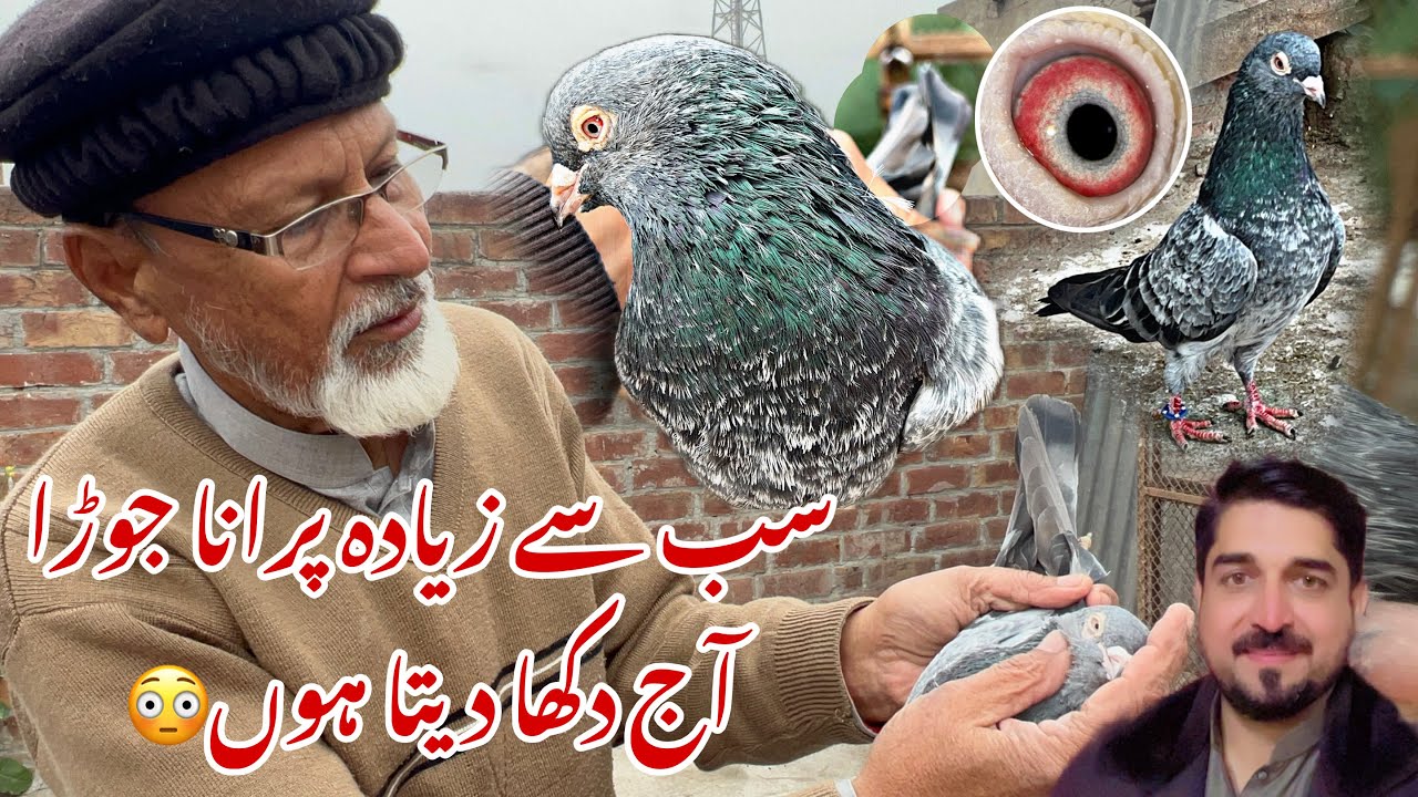 Kasur k senior Ustad Malik Zafar ka purana breeder joda 😍