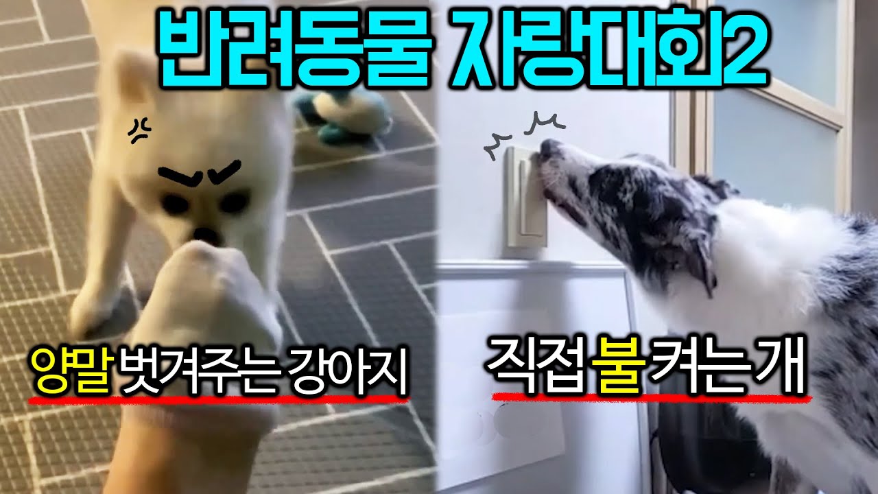 와..얘네는 동물농장 나가야하는거 아닌가요? [반려동물 자랑대회2]