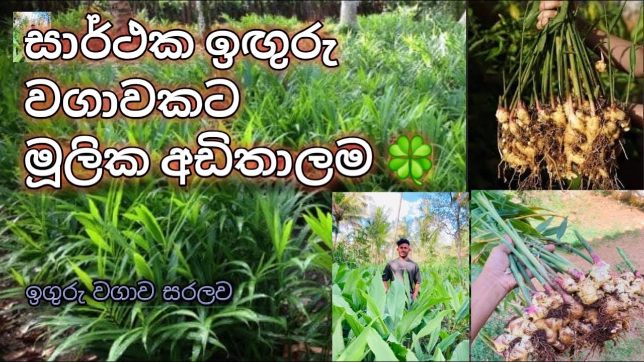 සාර්ථක ඉඟුරු වගාවකට මූලික අඩිතාලම 🌿🫚 / ඉගුරු වගාව මුල සිට #ඉගුරු #iguru 