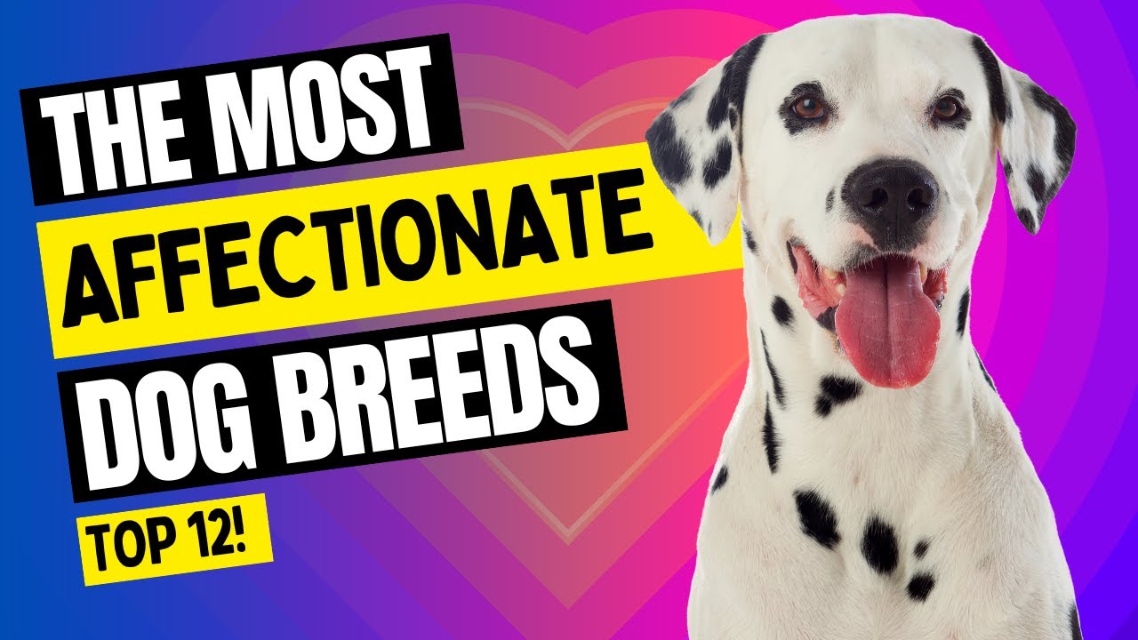 TOP 12 Most LOVING e AFFECTIONATE DOGS: Unconditional Love on Four Legs