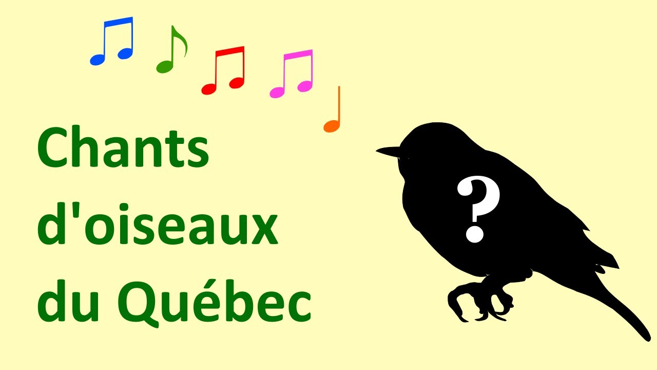 Chants d'oiseaux du Québec - Partie no.2