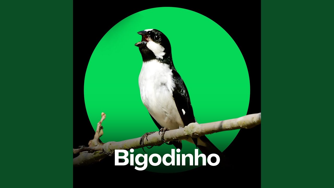 Bigodinho - Canto ao Amanhecer