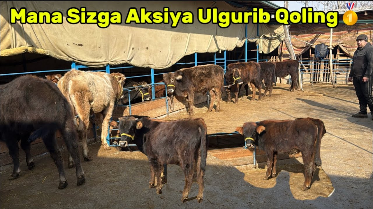 💥Mana Siz Izlagan Buqa va Hunojinlar Sotuvda✅✅
