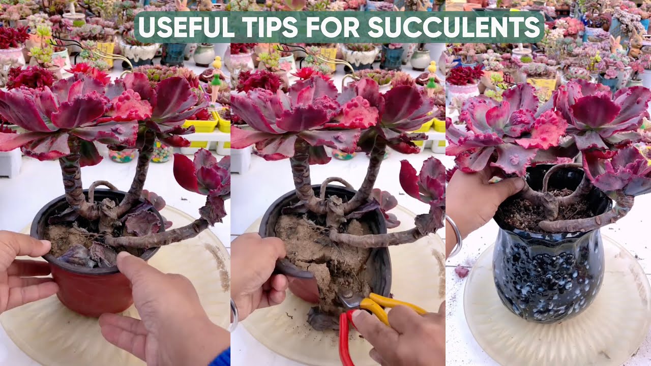 Useful Tips For Succulents - Part 66 | 多肉植物 | 다육이들 | Suculentas