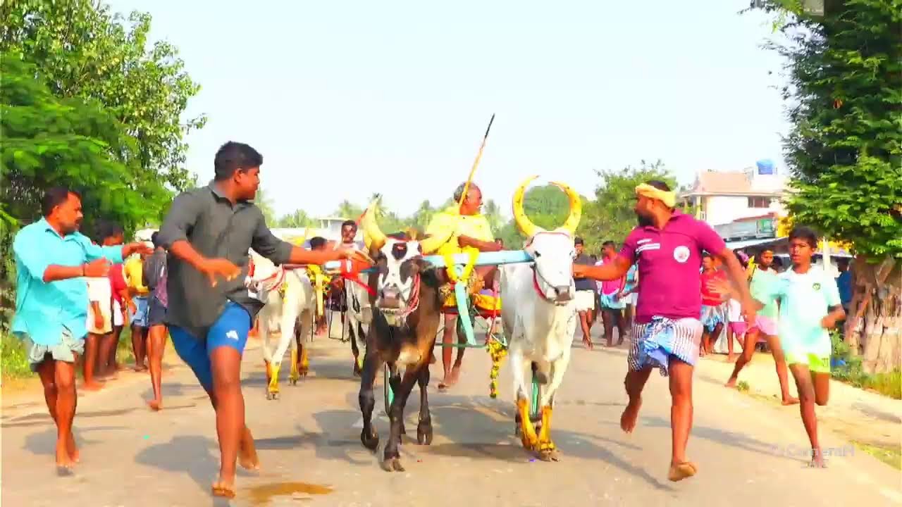 live திம்மநாதபுரம் பூஞ்சிட்டு முதல் சுற்று