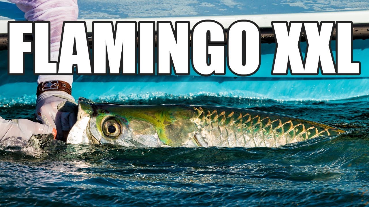 Florida Everglades Tarpon Fishing for Monster Fish with Mirrodine XXL