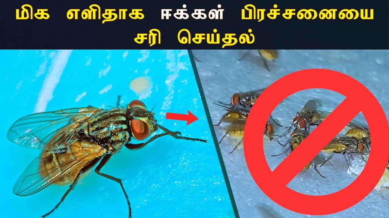 How to fix a Flies problem?