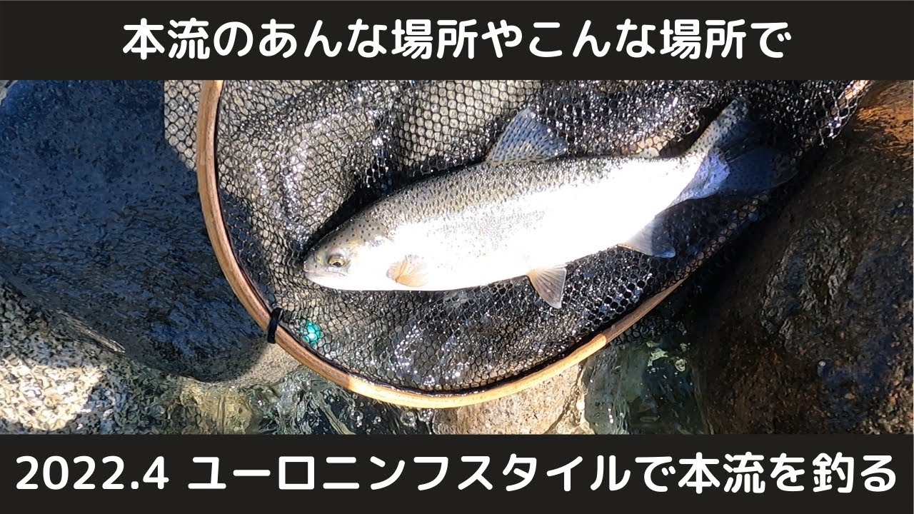 【フライフィッシング】2022.4 ユーロニンフスタイルで本流を釣る 【Fly Fishing】