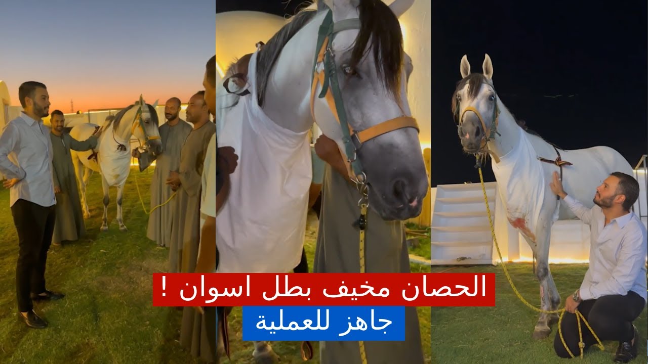 الحصان مخيف بطل اسوان وصل و جاهز للعملية 😧😳 | #٦٠شو_مع_الدكتور_حاتم_ستين