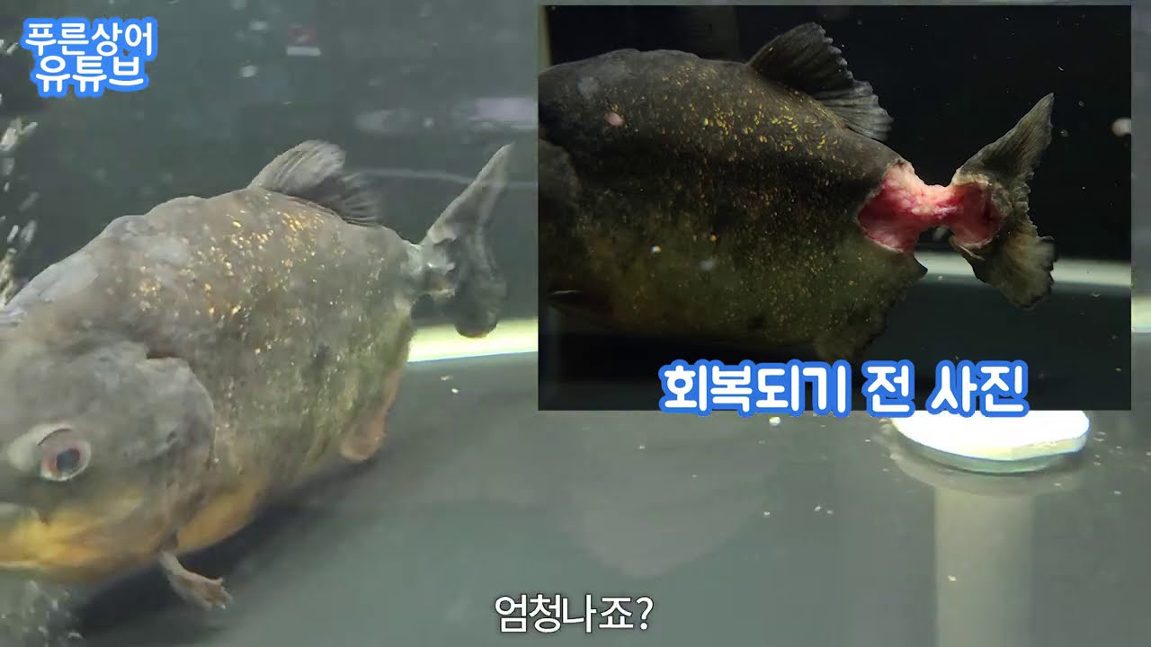 죽다살아난 피라냐 7일차 근황