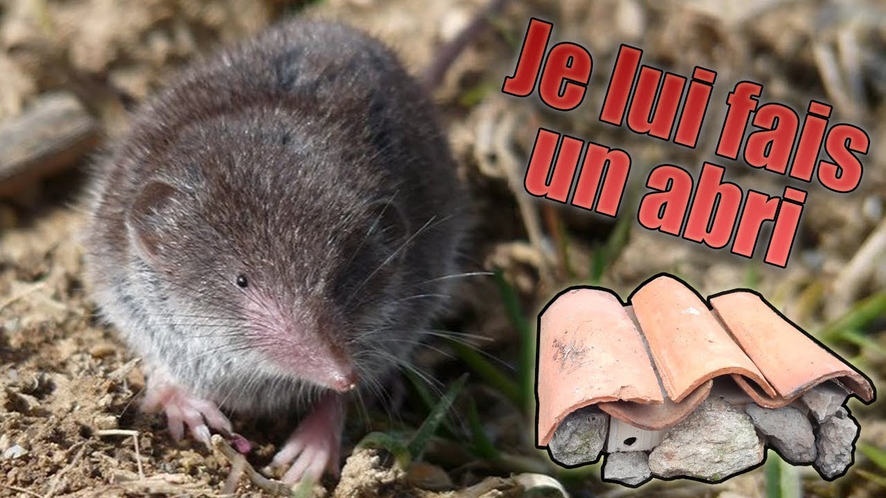 Faire un abri pour Musaraigne Musette.