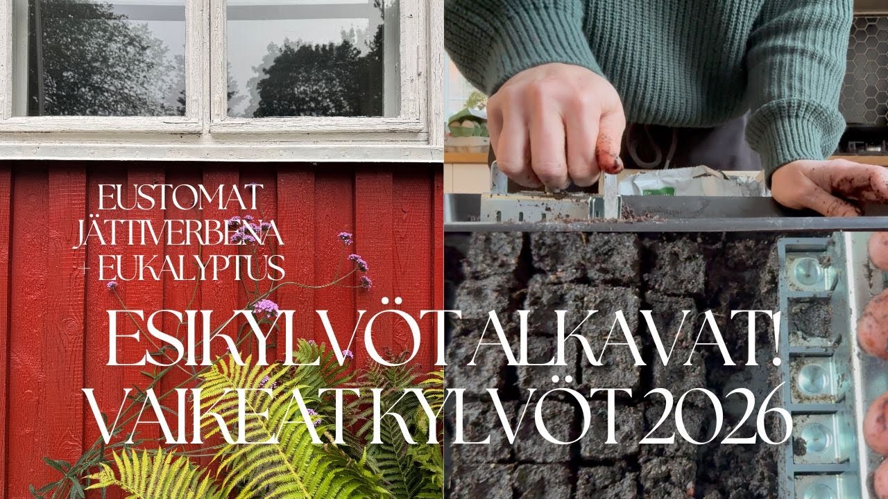 Esikylvöt alkavat! 2026 vaikeat esikylvöt - eustoma ja jättiverbena - sekä eukalyptus