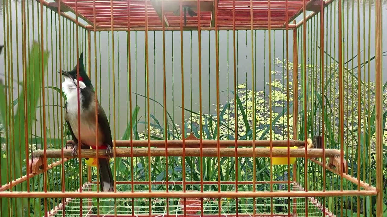Chào mào hót sáng kích bổi - luyện giọng hay ép bổi sổ bọng và căng lửa - chào mào hót đấu
