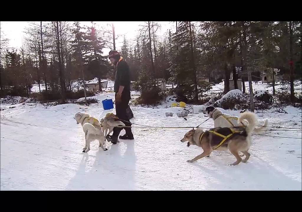 Wapusk Adventures Dog Sledding - Dogs are ready to go!
