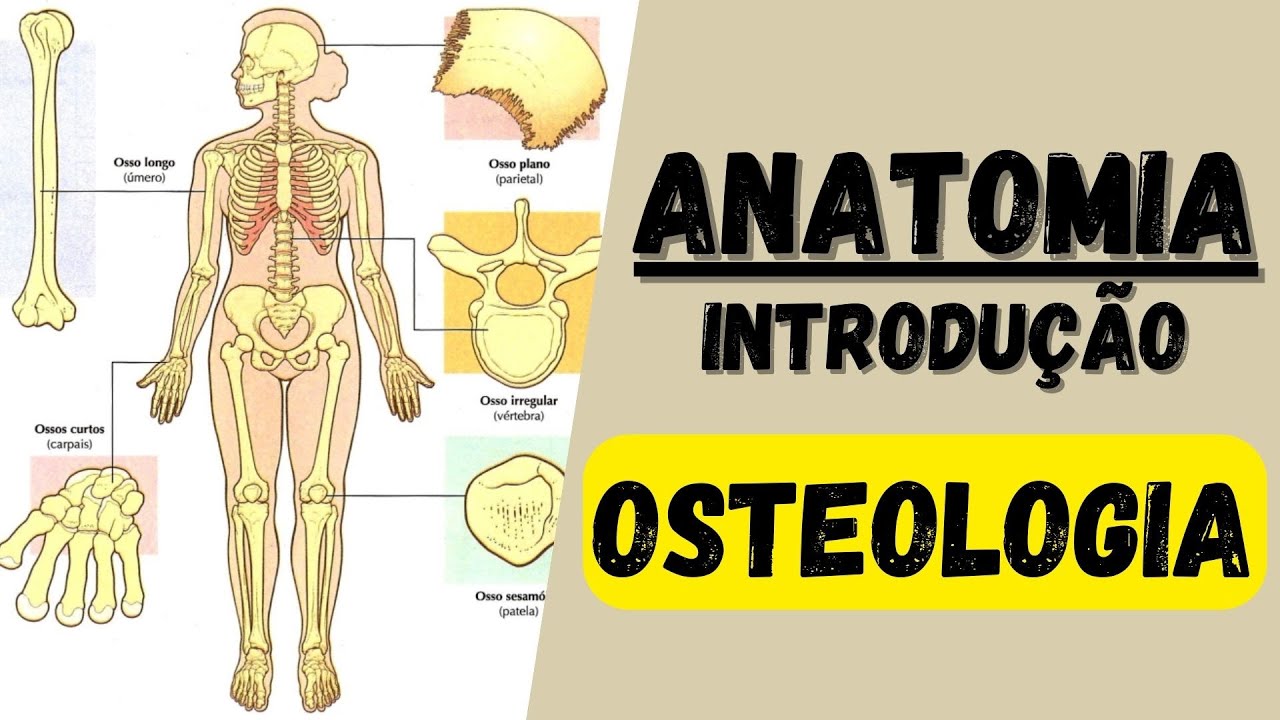 Osteologia geral e classificação dos ossos - Anatomia humana: Introdução a anatomia