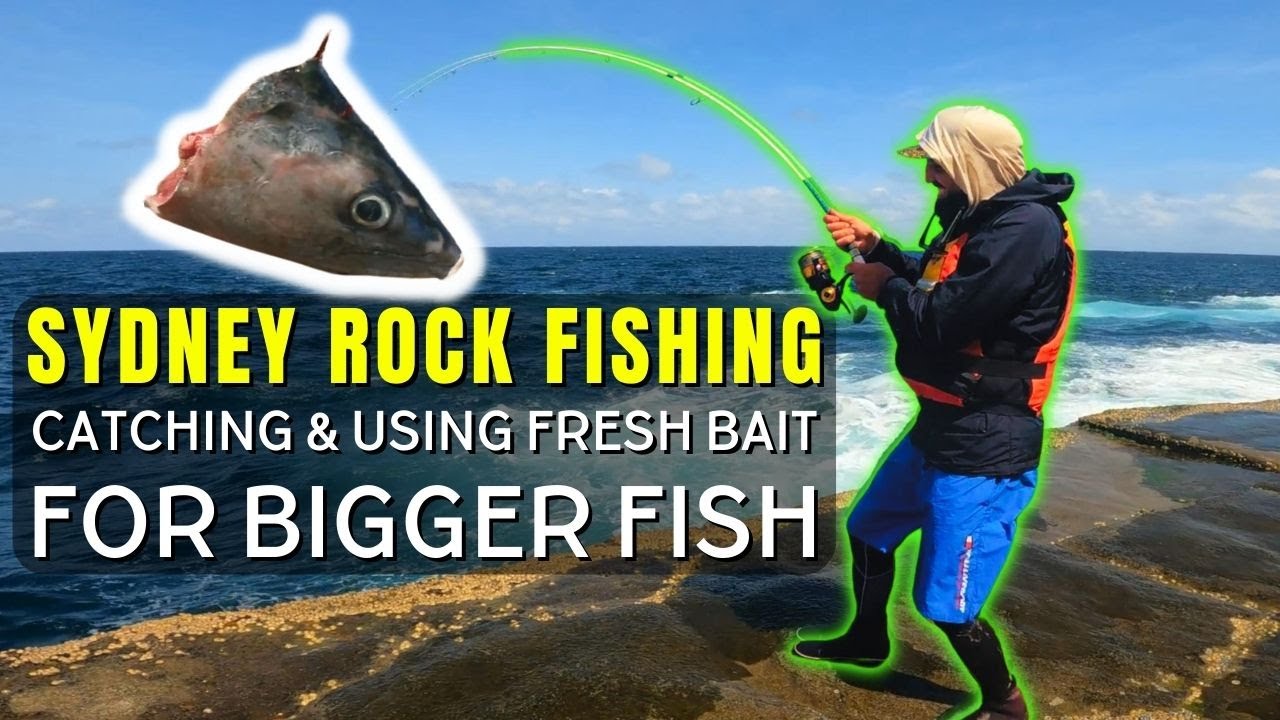 Sydney Rock Fishing - Catching & Using Fresh Bait