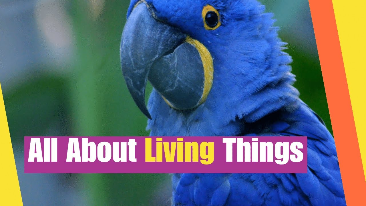 All About Living Things for Kids