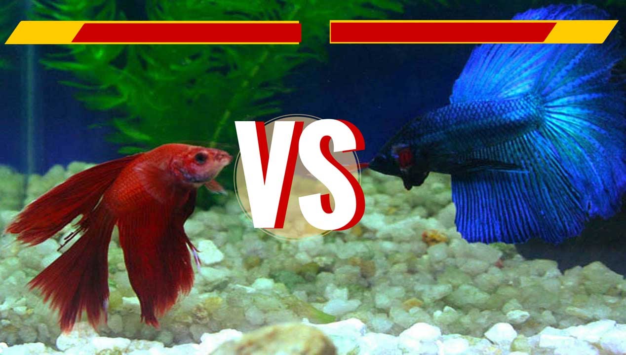 Delta tail Male & Crowntail Female Betta Fish - 1st Breeding Attempt