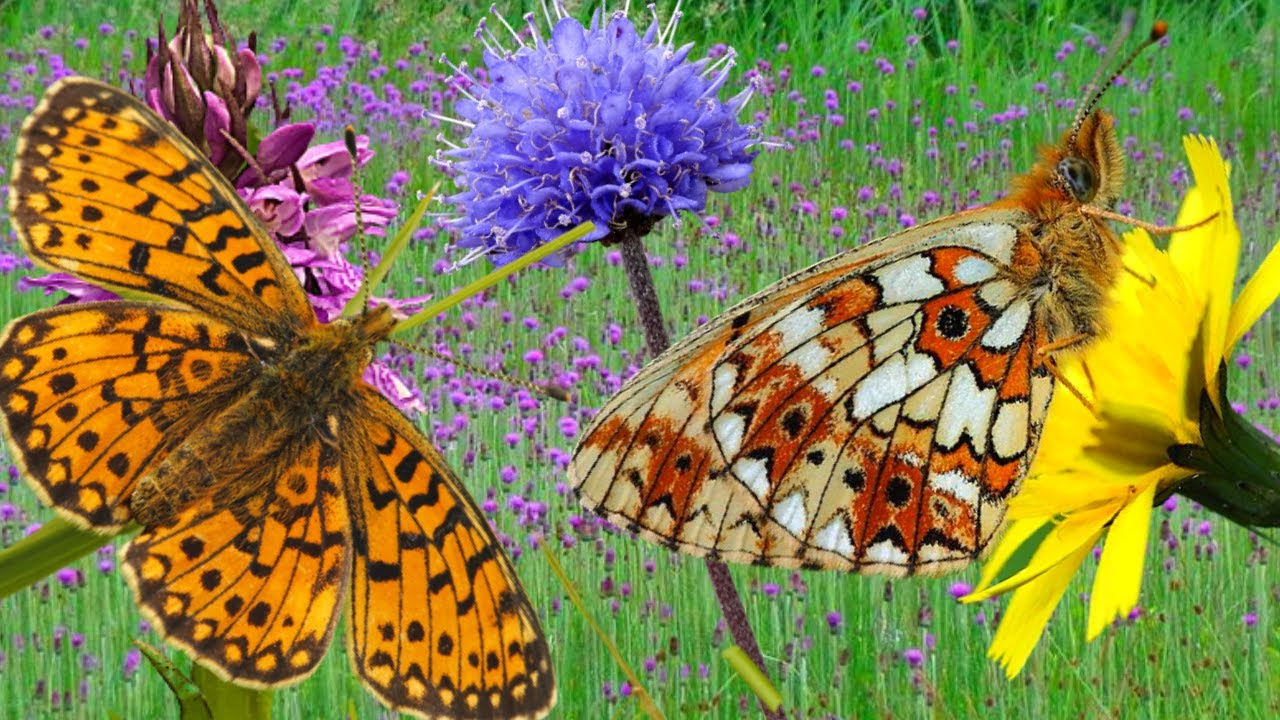 Endangered Butterfly facts: Small Pearl-Bordered Fritillary (Boloria selene) in NatureVlogs