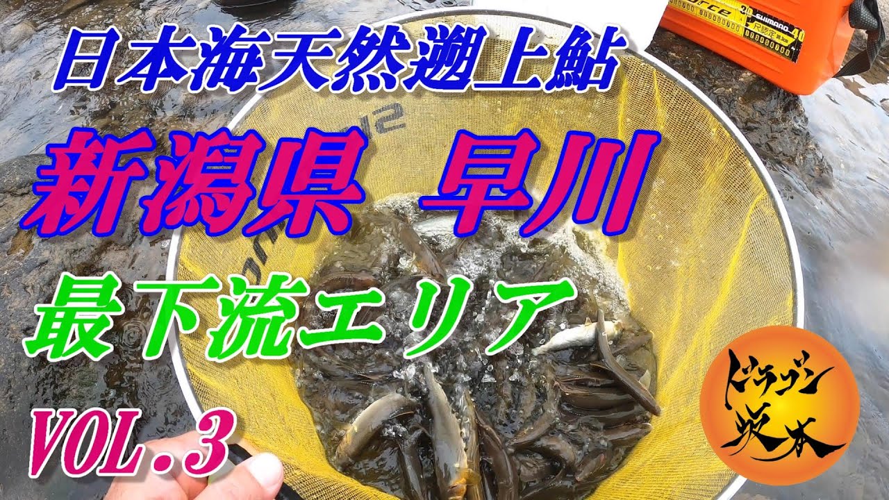 【鮎釣り 2020】新潟県 早川 最下流エリア VOI. 3 VOI.16
