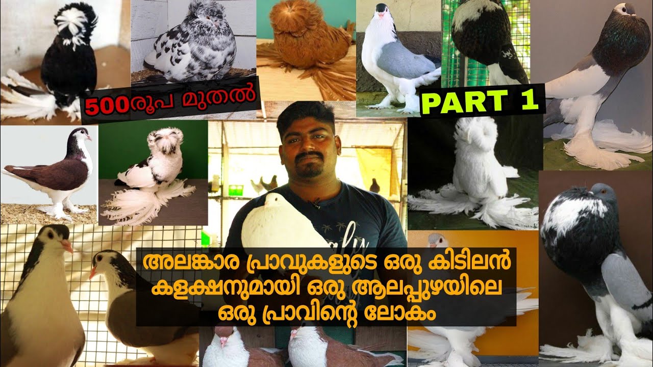 10 വർഷത്തെ എക്സ്പീരിയൻസ് ഉള്ള ആലപ്പുഴയിലെ ഒരു pigeon loft || Pigeon Malayalam ||Farm Stories||Part 1