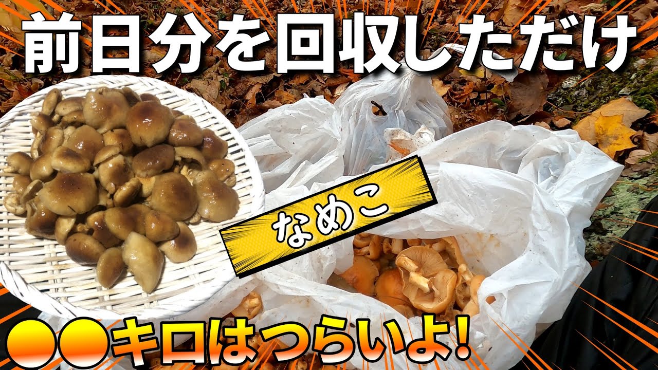 前回採りすぎた山に行ったら見逃しが多くまた沢山採れました