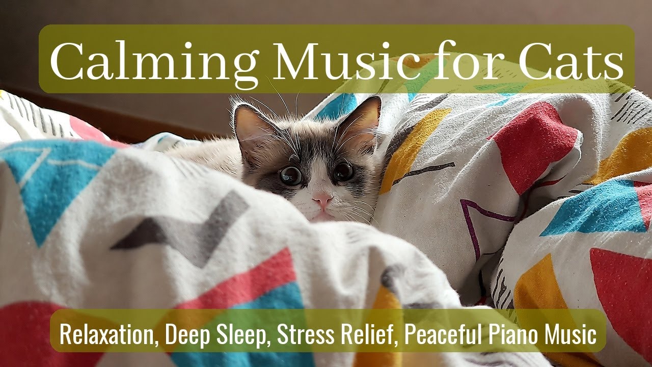 LIVE Soft Sleeping Cat for Calm Background 🧘 | Season 44