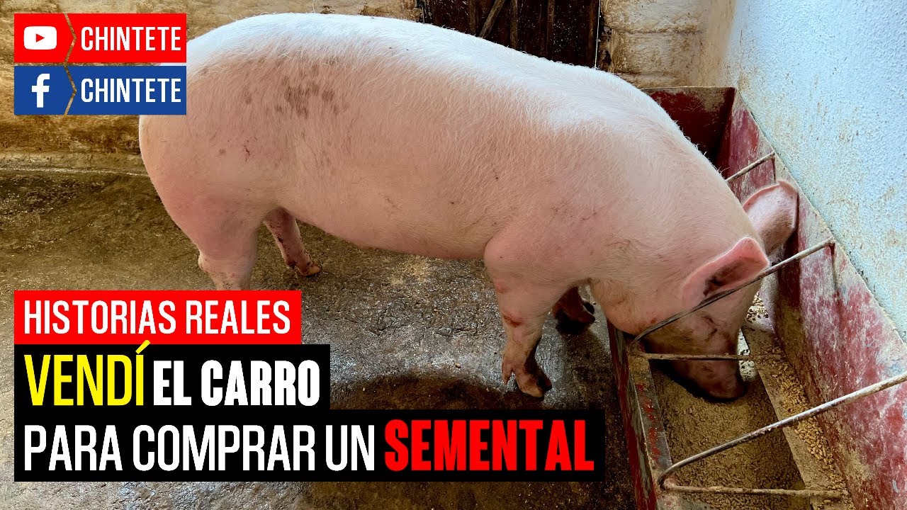 Buenas y Malas Experiencias CRIANDO CERDOS en Venezuela