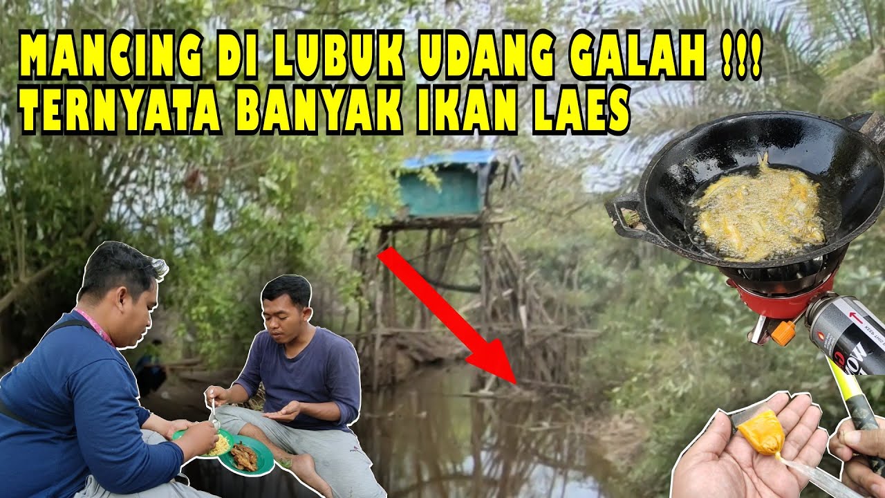 🍃 MANCING DI LUBUK UDANG GALAH ‼️TERNYATA DAPATNYA IKAN LAES #mancing #fishing #cookingchannel