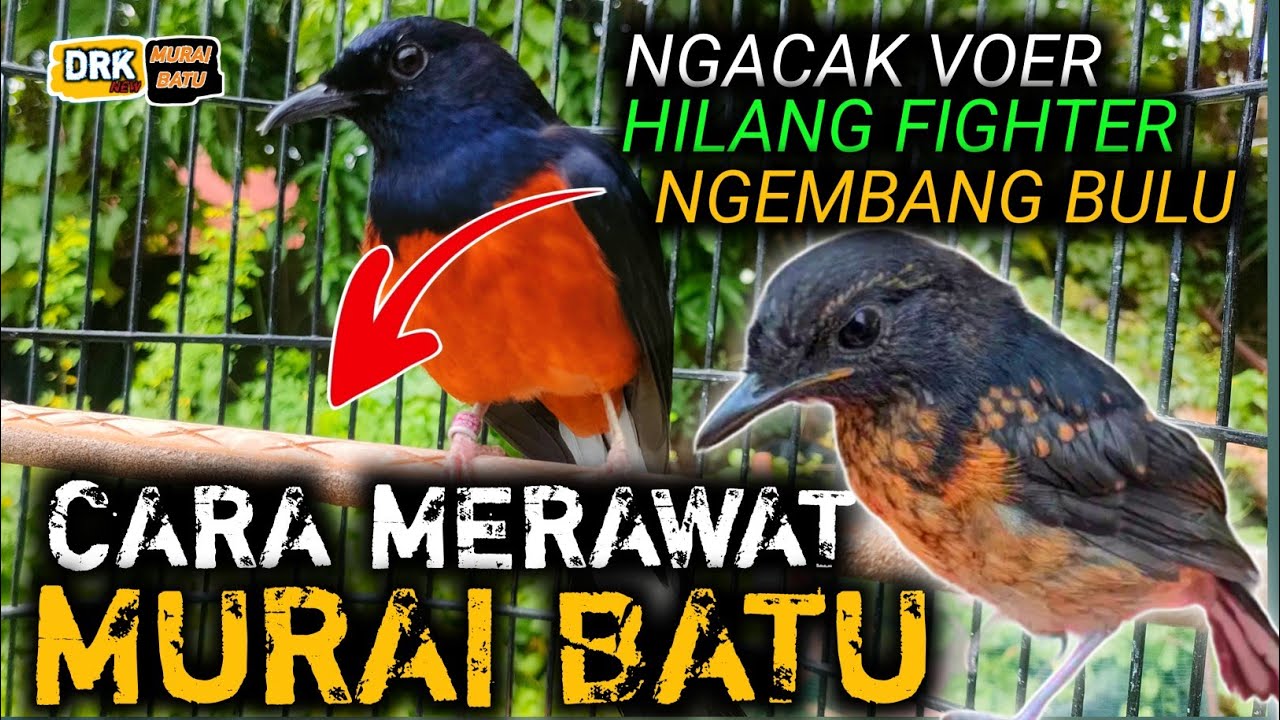 WADUH 2 KALI MABUNG DARI TROTOL MURAI BATU INI POLA MAKANNYA RUSAK | DRK MURAI BATU