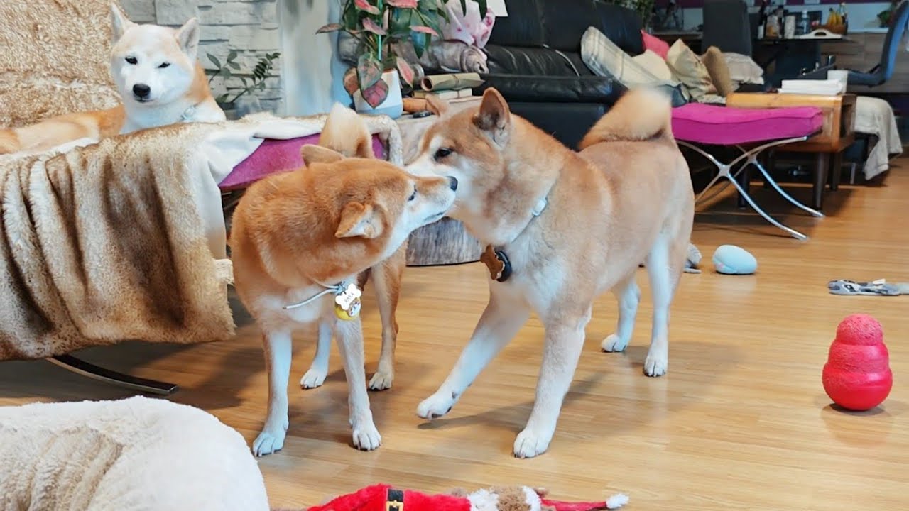 Mom finds the sweetest way to calm daddo around their potats