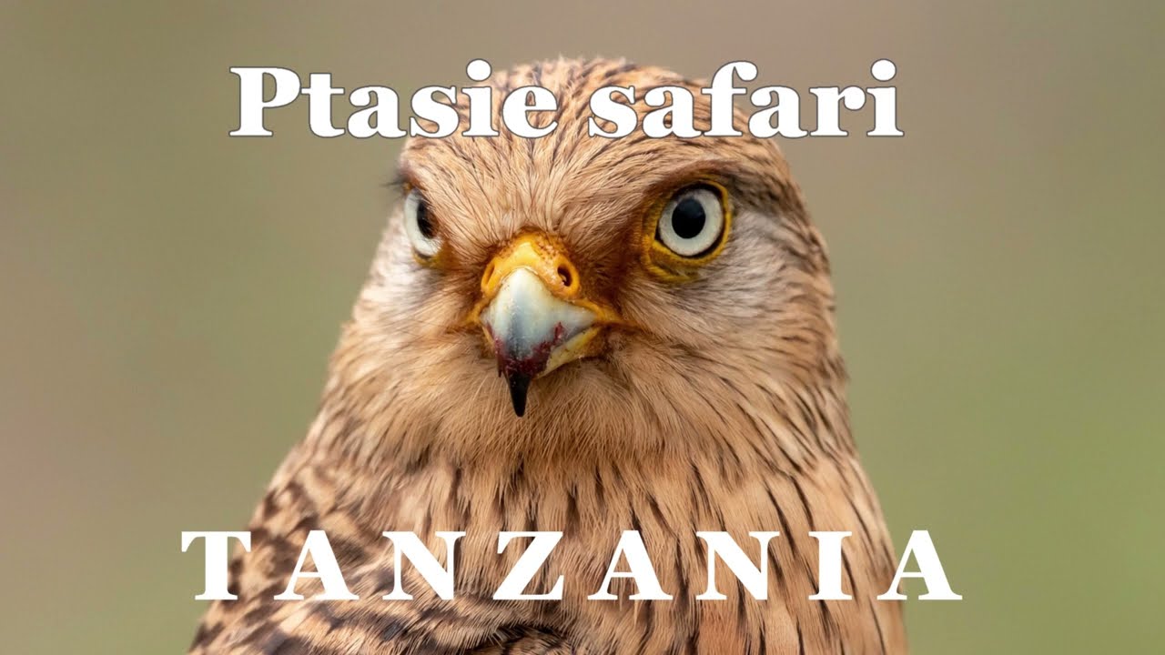 Ptasie safari Tanzania '24