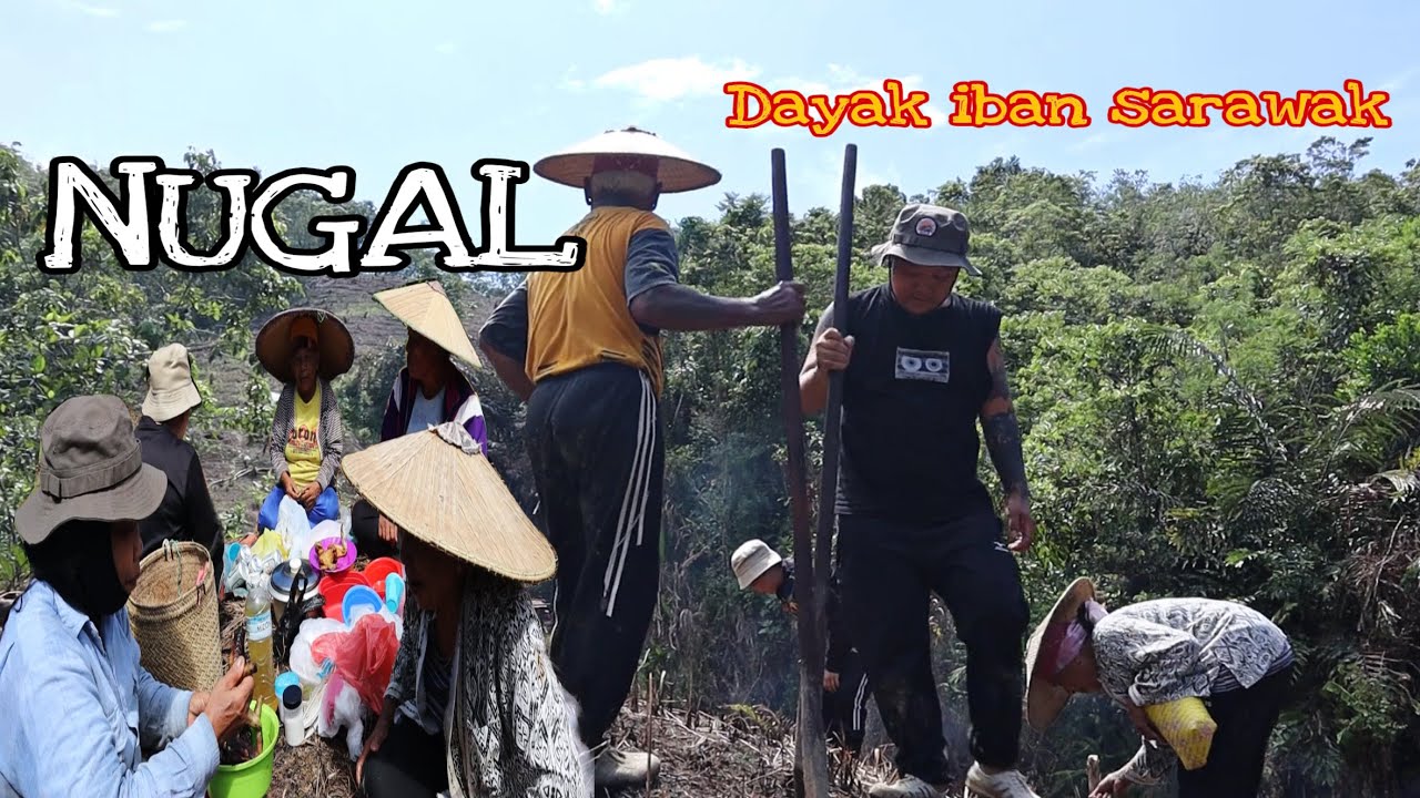 ( NUGAL ) CARA MENANAM PADI BUKIT DAYAK IBAN SARAWAK // BERBUDI KEPADA TANAH PASTI BANYAK HASIL…//