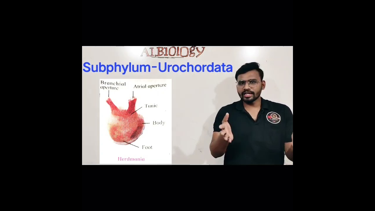 Subphylum-Urochordata | Animal classification | Viral Short | Avinash sir