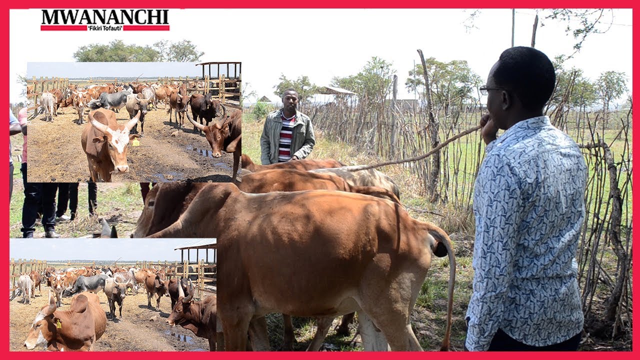 WAHUNI waiba Ng'ombe wa Rais Samia Misungwi, DC aagiza msako wanafunzi 6 wahusishwa