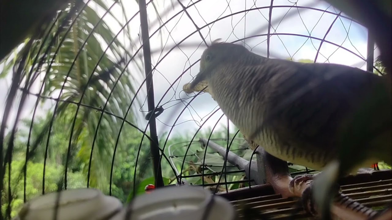 merbok suara kocak